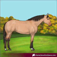 Horse Color:Bay Dun
