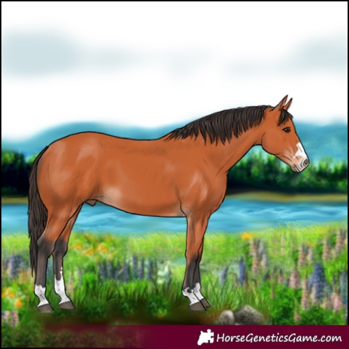 Horse Color:Bay 