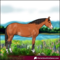 Horse Color:Bay 