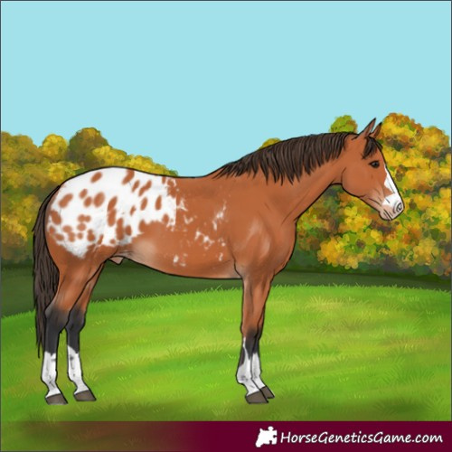 Horse Color:Bay Appaloosa 