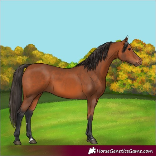 Horse Color:Bay 