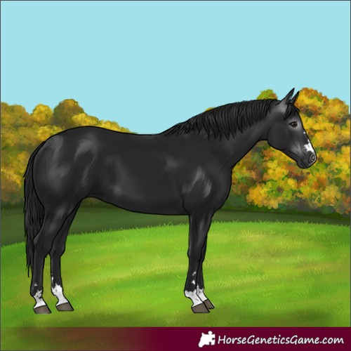 Horse Color:Gray Black