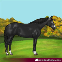Horse Color:Gray Black 