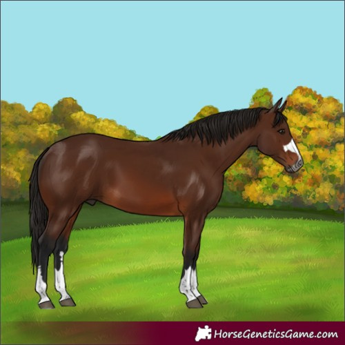 Horse Color:Gray Bay 