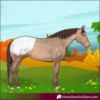 Horse Color:Amber Champagne Snowcap 