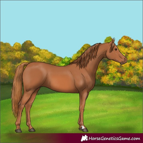 Horse Color:Chestnut 