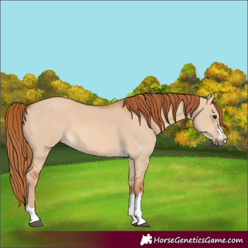 Horse Color:Red Dun 