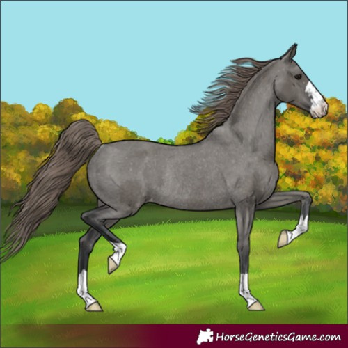 Horse Color:Grullo Appaloosa Rabicano 