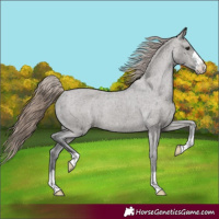 Horse Color:Grullo Appaloosa Rabicano 