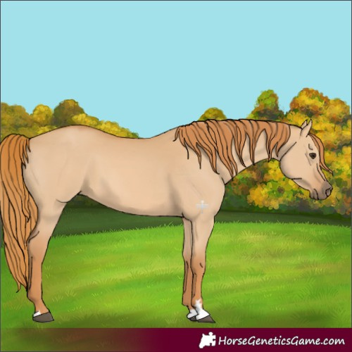 Horse Color:Red Dun 