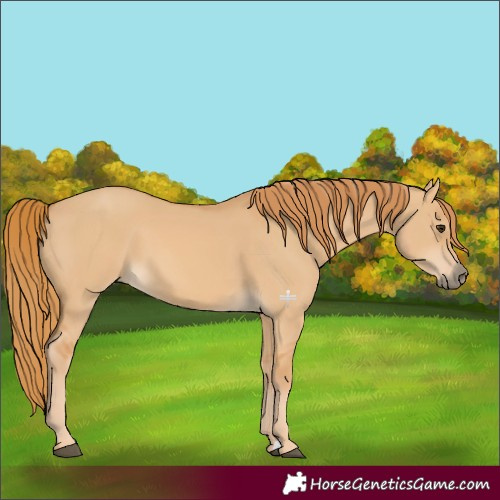 Horse Color:Red Dun 