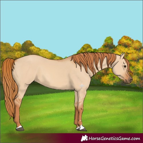 Horse Color:Red Dun 