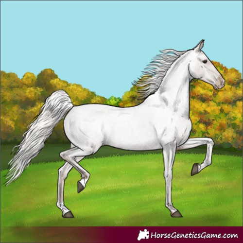 Horse Color:Silver Blue Roan Appaloosa Rabicano 