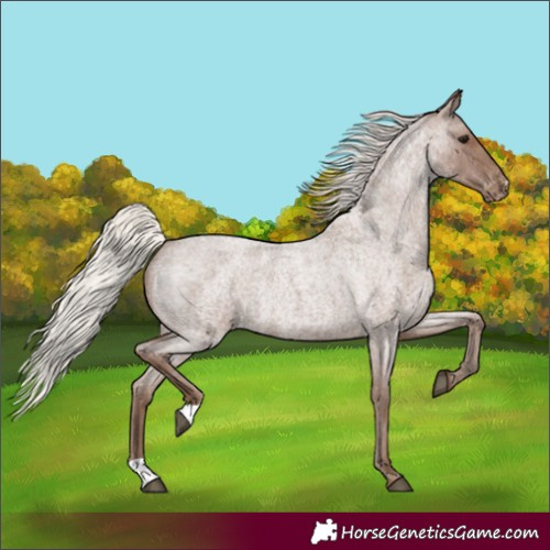 Horse Color:Silver Blue Roan Appaloosa Rabicano 