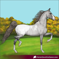 Horse Color:Grullo Roan Appaloosa Rabicano