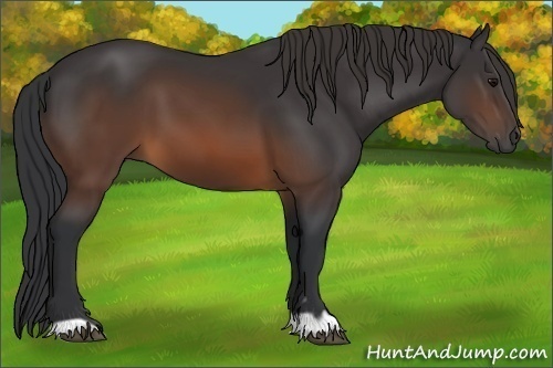 Horse Color:Brown 