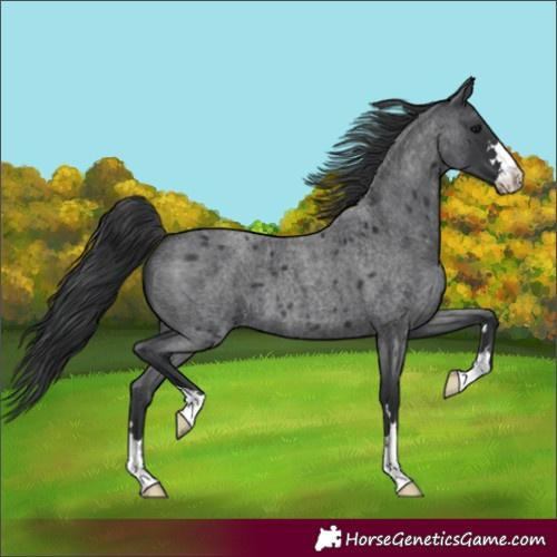 Horse Color:Blue Roan 