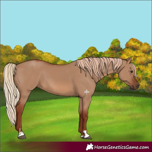 Horse Color:Red Dun 