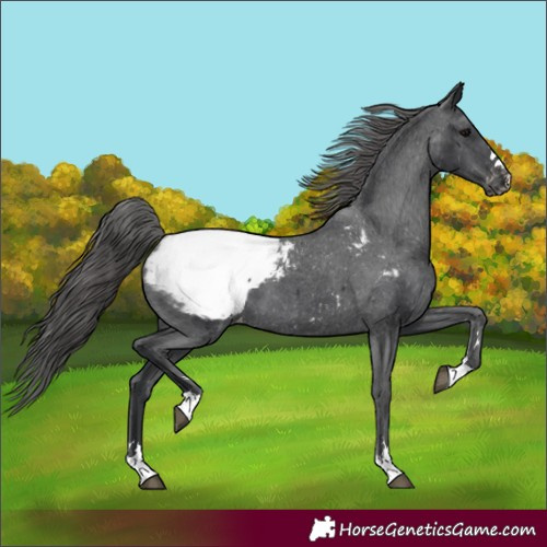 Horse Color:Black Snowcap 