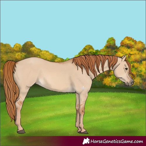 Horse Color:Red Dun 
