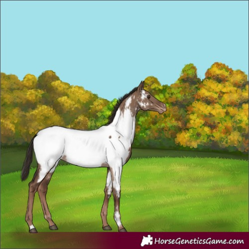 Horse Color:Liver Red Dun Appaloosa 