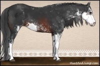 Horse Color:Brown Sabino 
