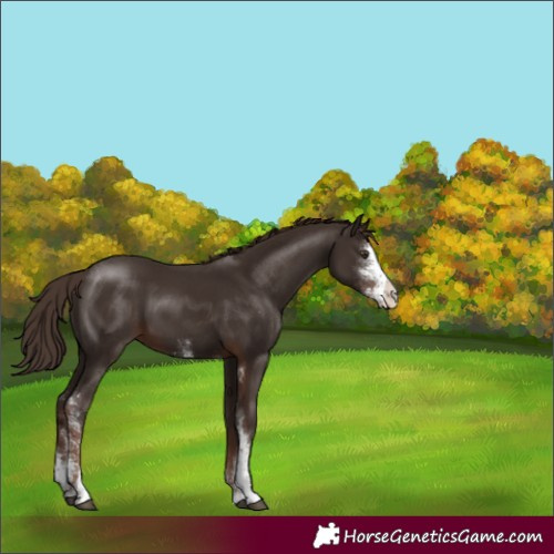 Horse Color:Liver Chestnut Sabino Rabicano 