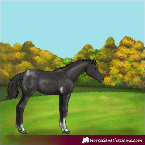Horse Color:Smoky Black Tobiano Rabicano 