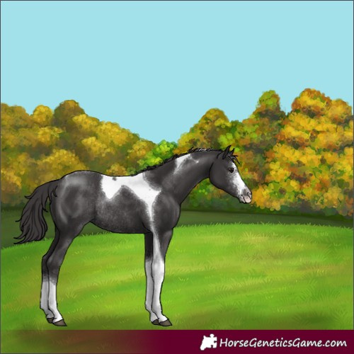 Horse Color:Smoky Black Sabino Tobiano Rabicano 