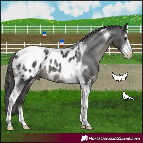 Horse Color:Black Sabino Tobiano Appaloosa 