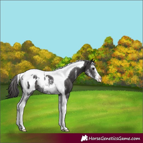 Horse Color:Smoky Black Sabino Tobiano Blanket Rabicano 