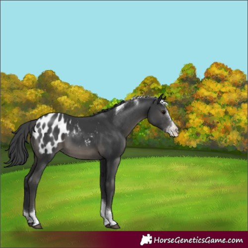 Horse Color:Black Sabino Tobiano Appaloosa 