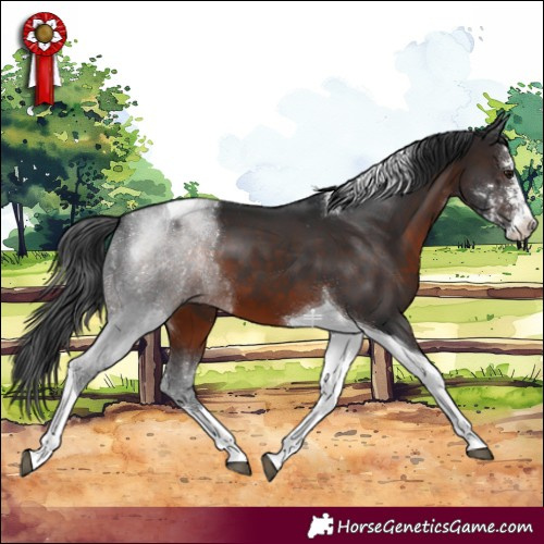 Horse Color:Brown Sabino Tobiano 