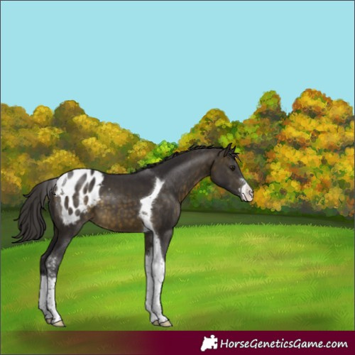 Horse Color:Buckskin Sabino Tobiano Appaloosa 