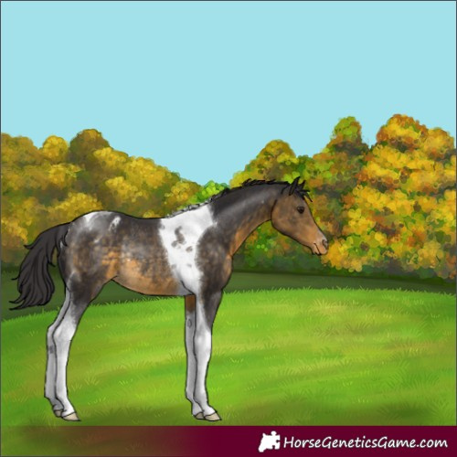 Horse Color:Buckskin Tobiano Varnish Rabicano 