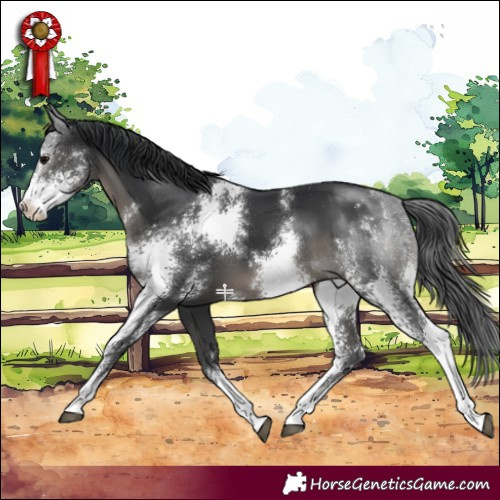Horse Color:Black Sabino 
