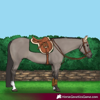 Horse Color:Smoky Grullo Tobiano 