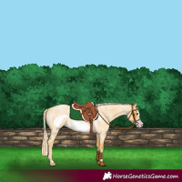 Horse Color:Palomino Roan Frame 