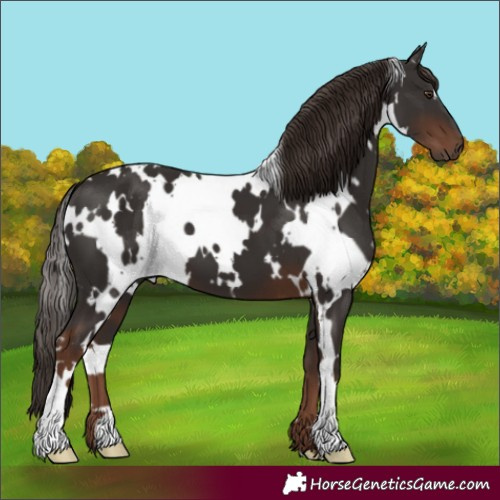 Horse Color:White Spotted Liver Chestnut 