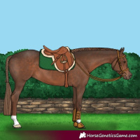 Horse Color:Liver Chestnut 