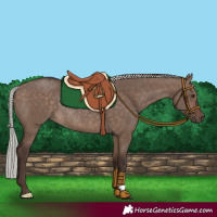 Horse Color:Silver Brown Dun Rabicano 