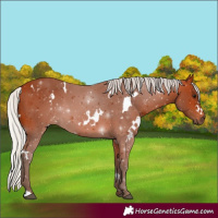 Horse Color:White Spotted Silver Bay 