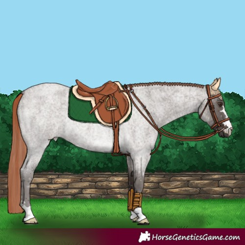 Horse Color:Liver Red Roan 