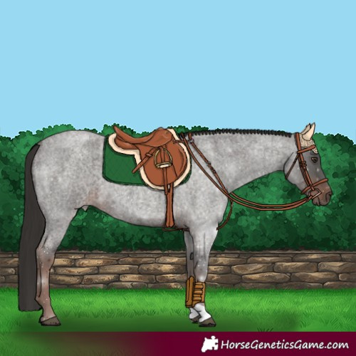 Horse Color:Liver Red Roan 