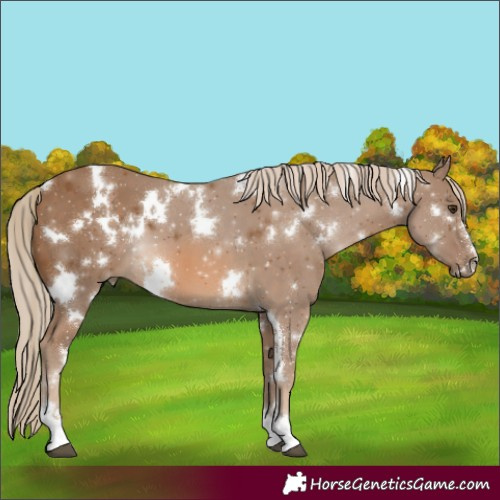 Horse Color:White Spotted Chocolate Palomino 