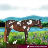 Horse Color:White Spotted Liver Chestnut 