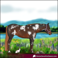 Horse Color:White Spotted Liver Chestnut