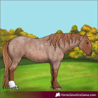 Horse Color:Red Roan