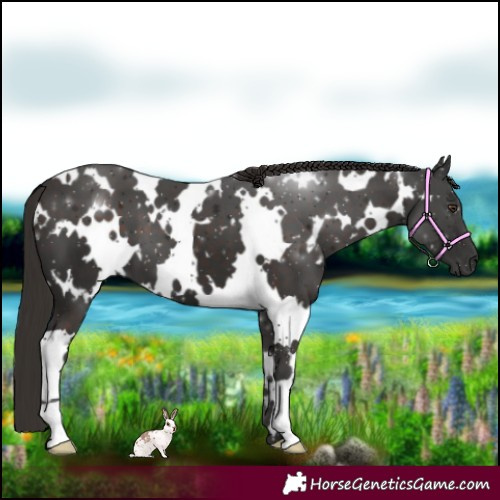 Horse Color:White Spotted Liver Chestnut