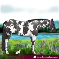 Horse Color:White Spotted Liver Chestnut